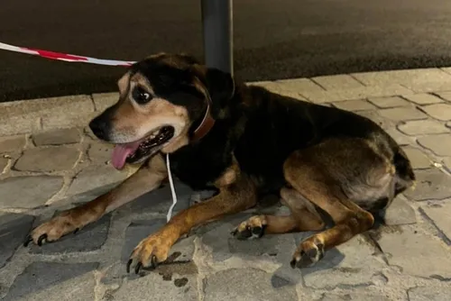 Fourmies : le décès d’une chienne malade et abandonnée dans le...