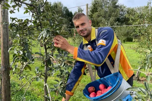 A l'heure de la (Self)-cueillette à la Pommeraie du Courtil à Beugnies