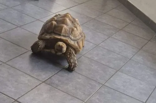 Etroeungt - A la recherche de Sultan, une tortue Sulcata qui a pris...