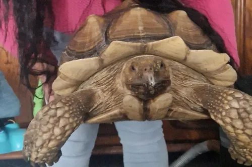 Sultan a été retrouvé cet après-midi à Etroeungt