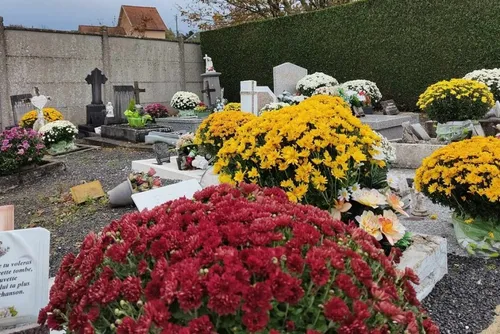 Fourmies : un don d’une centaine de chrysanthèmes pour fleurir les...