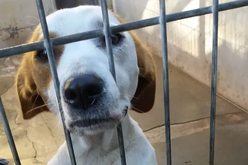 Hirson : une collecte de paille et d’aliments pour les animaux de...