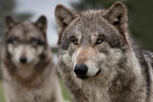 Thiérache : l’activation d’une cellule de veille pour surveiller...