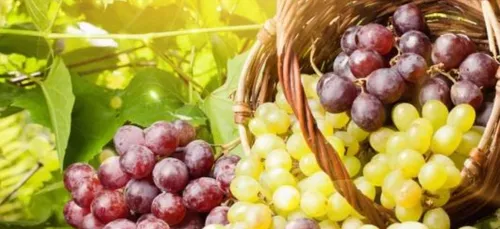 Fête des vendanges et des châtaignes - ST PAUL DE VENCE