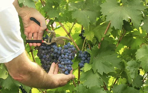 Le recrutement pour les vendanges en Champagne continue