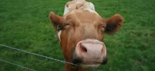Good News : cette Vidéo va vous donner le sourire !