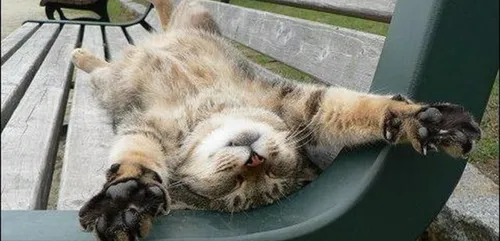 Un championnat du monde de...flemmardise