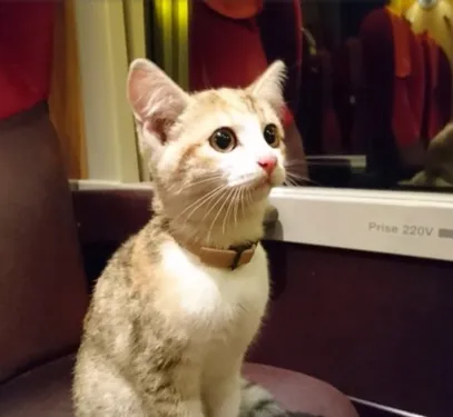 Grâce à un contrôleur SNCF ce chat est rentré chez lui