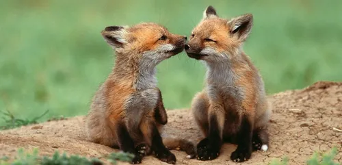 La Norvège va interdire les élevages de fourrure