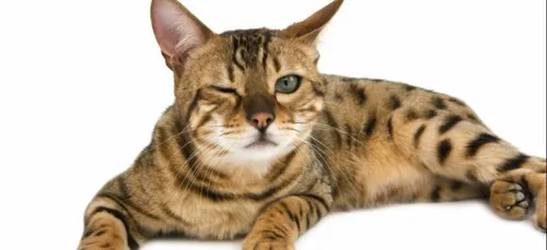 Job de rêve: devenez caresseur de chat