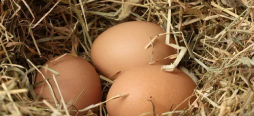 Bientôt, 100% des oeufs achetés en supermarché seront "plein air"