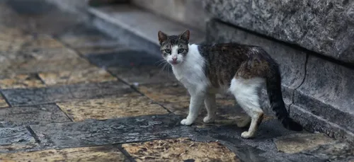 Le maire d'une commune s'occupe des ses chats errants