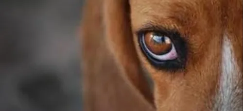 Les tests sur les animaux c’est bientôt fini