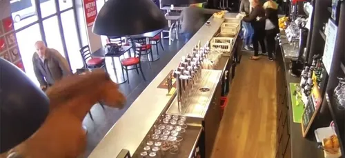 Un cheval dans un bar PMU