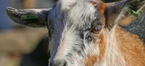 Etats-Unis: Une chèvre devient maire d'une ville