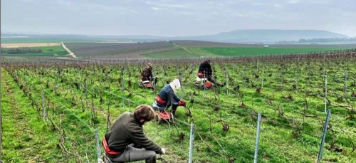 Travailler dans le Champagne