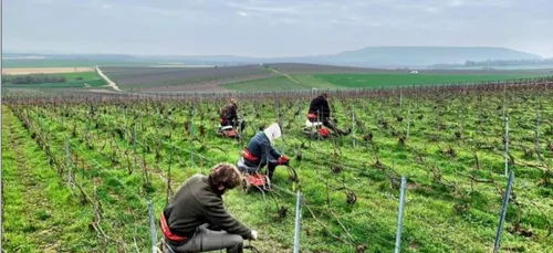 travailler dans les vignes