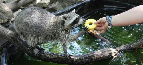 Carte Postale : Champagne FM vous emmène au parc Argonne Découverte
