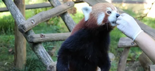 PHOTOS. Un été au zoo d'Amnéville, entre chaleur et naissances !