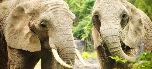 Deux nouvelles arrivantes au Zoo d'Amnéville