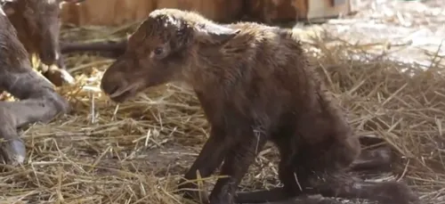 Naissance historique au parc de Sainte Croix !