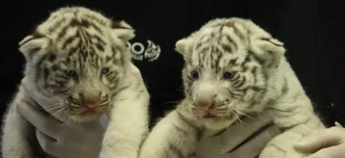 De nouveaux pensionnaires au zoo d'Amnéville