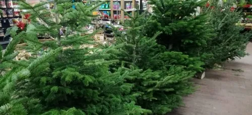 Après les Fêtes, débarrassez-vous de votre sapin !
