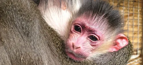 Naissances en fanfare au Zoo d'Amnéville !