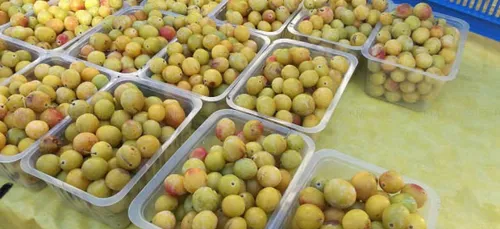 Les mirabelles de Lorraine déjà dans votre assiette !