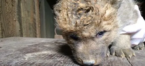 Zoo d'Amnéville : mort d'un gorille et multiples naissances