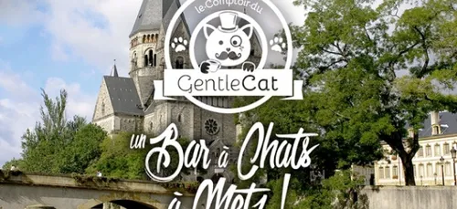 Le premier Bar à Chats de Metz en projet !