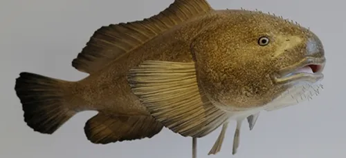 A la découverte des animaux moches