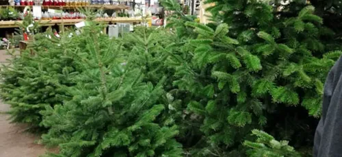 Metz-Nancy : Que faire de son sapin de Noël après les fêtes ?