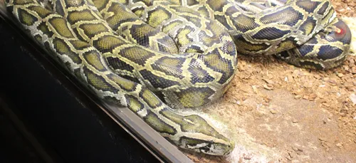 Moselle : Un python retrouvé à Hayange.