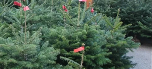 Le succès de la collecte de sapins de Noël.