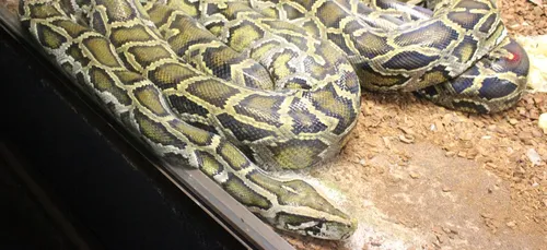 Toul: Le Python reste introuvable