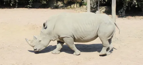 Zoo d'Amnéville : un rhinocéros blanc part pour l'Angleterre