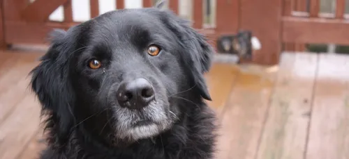 30 millions d’amis lance une plateforme pour lutter contre l’abandon