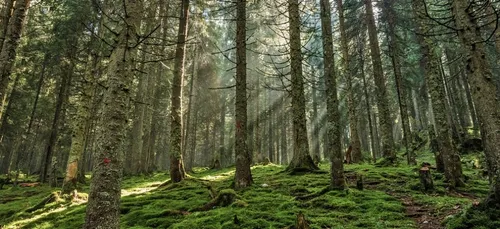 Lorraine :  une forêt interdite aux randonneurs à cause de...