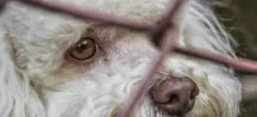 Les vacances arrivent et malheureusement les abandons d’animaux aussi