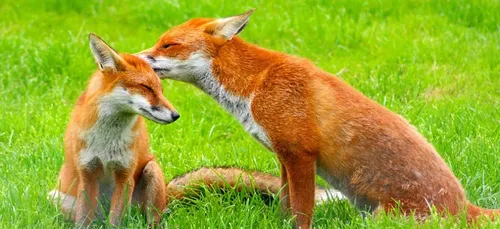 Le tribunal administratif de Nancy interdit la chasse de renards la...