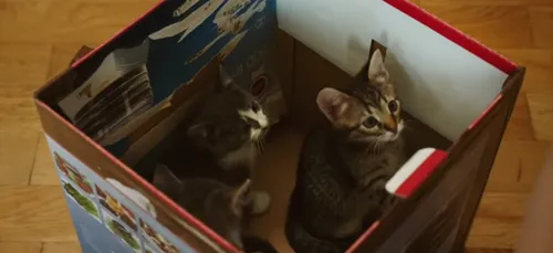 La France, "championne" d'Europe des abandons