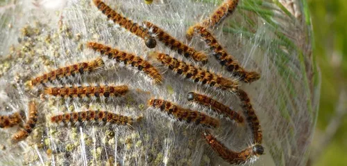 Sarreguemines : forêt fermée suite à une invasion de chenilles...