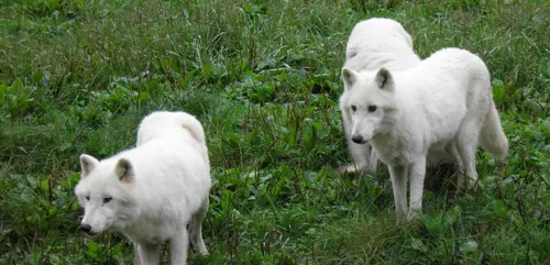 Parc Animalier de Sainte Croix : 2ème Parc/Zoo préféré des Français