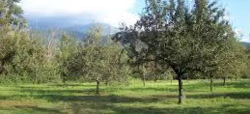 Meurthe-et-Moselle : postulez pour la cueillette de fruits !