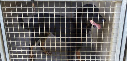 Lorraine : le combat de la SPA chaque été