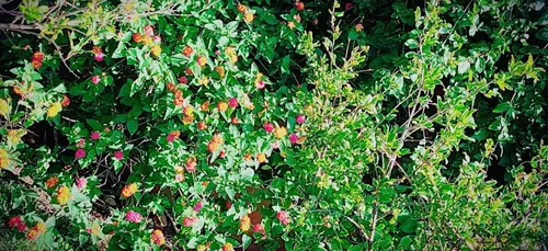 Nancy : des bâtiments se mettent au vert