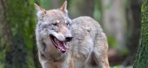 Déjà quasiment 60 000 signatures pour sauver le loup de...