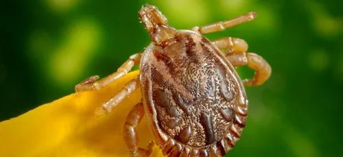 Lorraine :  des tiques géantes aux portes de la région