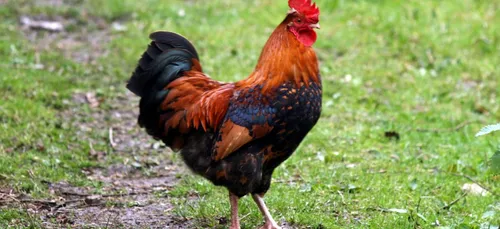 Meurthe-et-Moselle: le coq n'a plus la cote avec les Nancéiens